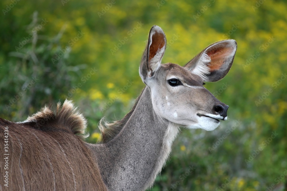 Kudu Ewe Antelope