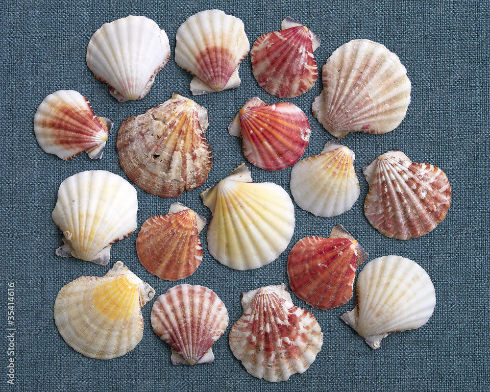 variety of sea shells, natural background