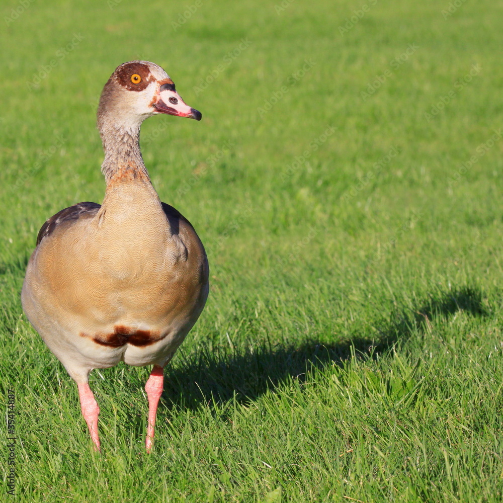 Nilgans-34795b1 Nilgans-34795b1