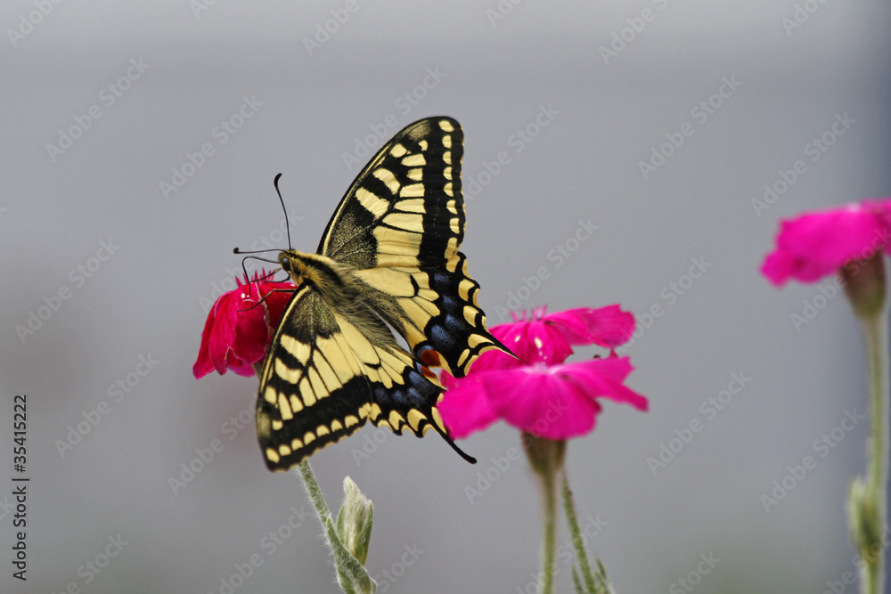 Naklejka premium Schwalbenschwanz