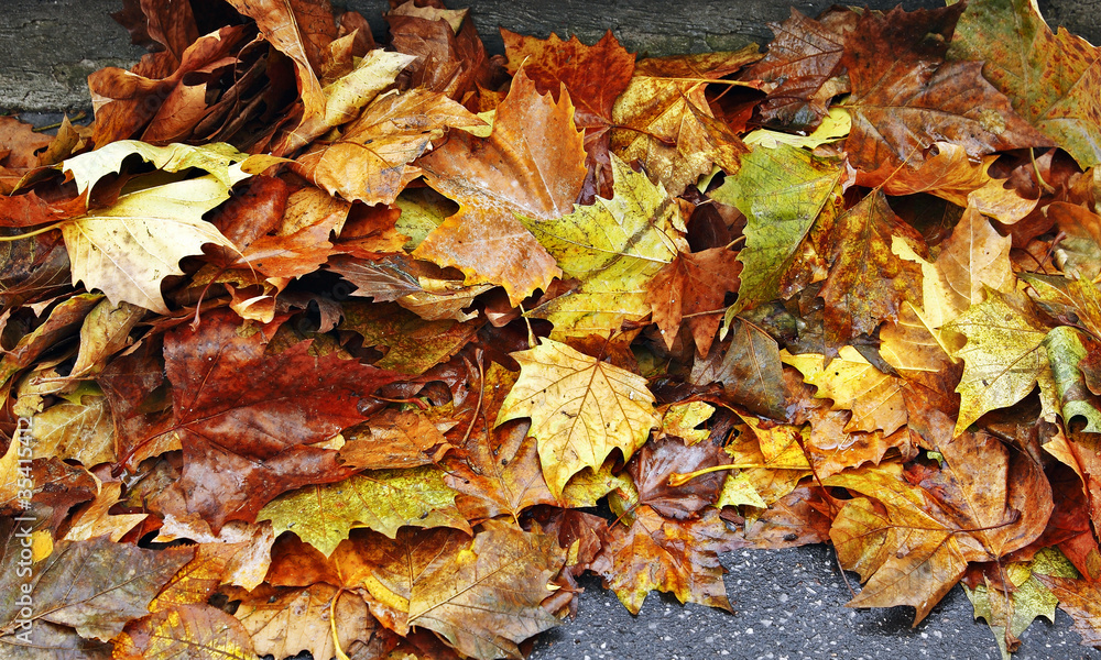 herbstlaub herbstlaub