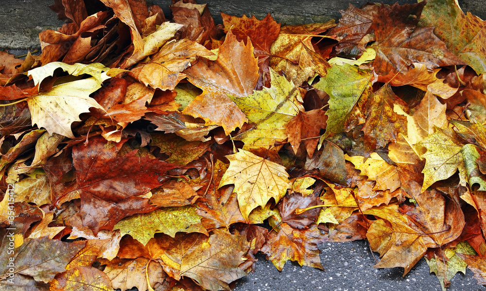 herbstlaub