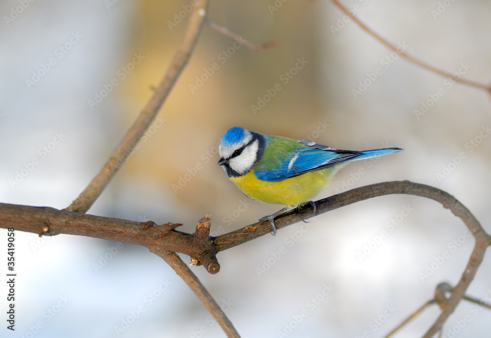 Blue tit Cyanistes caeruleus (Paridae) Blue tit Cyanistes caeruleus (Paridae)