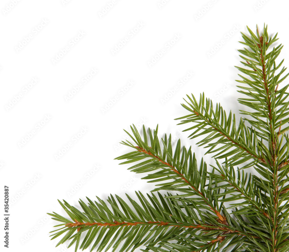 The green twigs of the spruce in the corner of the picture The green twigs of the spruce in the corner of the picture