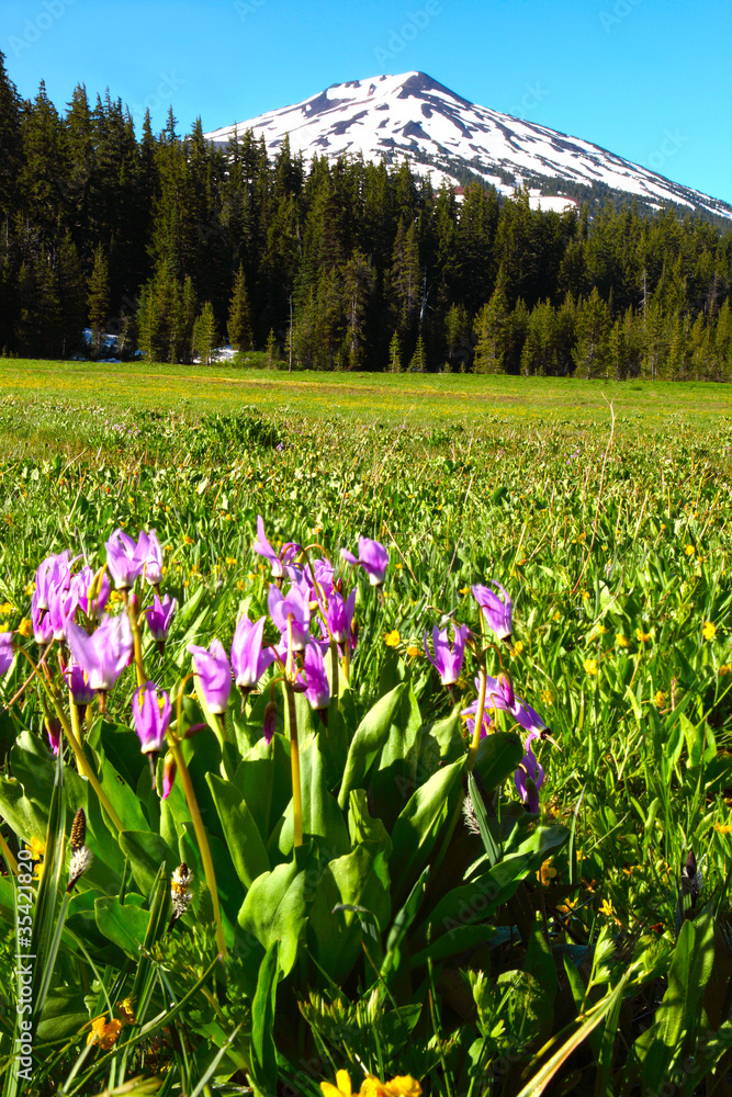 Mt. Bachelor and wildflowers