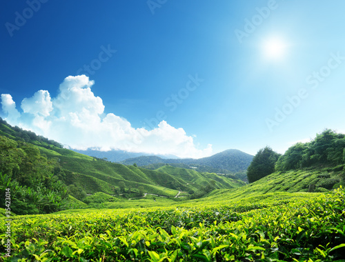 Tea plantation Cameron highlands, Malaysia