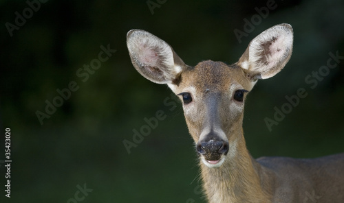 Fototapeta Naklejka Na Ścianę i Meble -  Staring deer