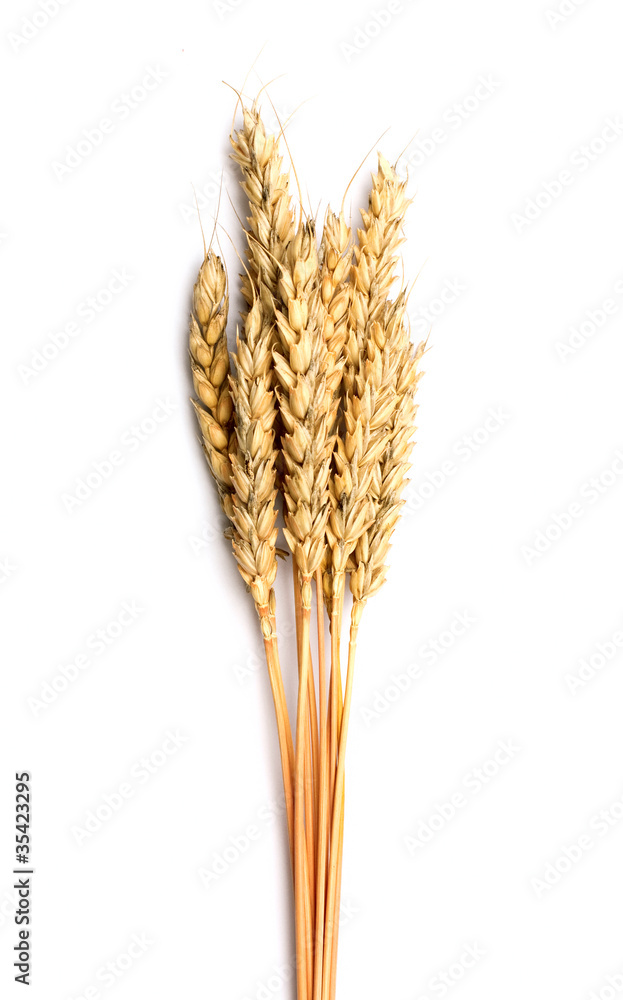 Fototapeta premium sheaf of dried ears of corn isolated on white