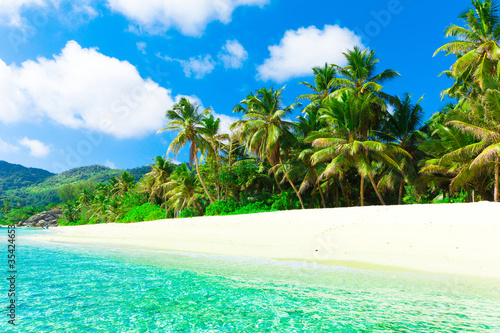 Coconut Foliage Paradise