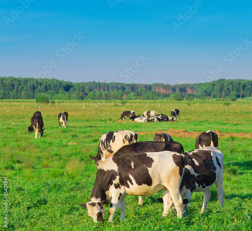 Cows Village Grazing © alma_sacra