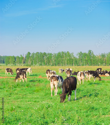 Cows Animals Grazing