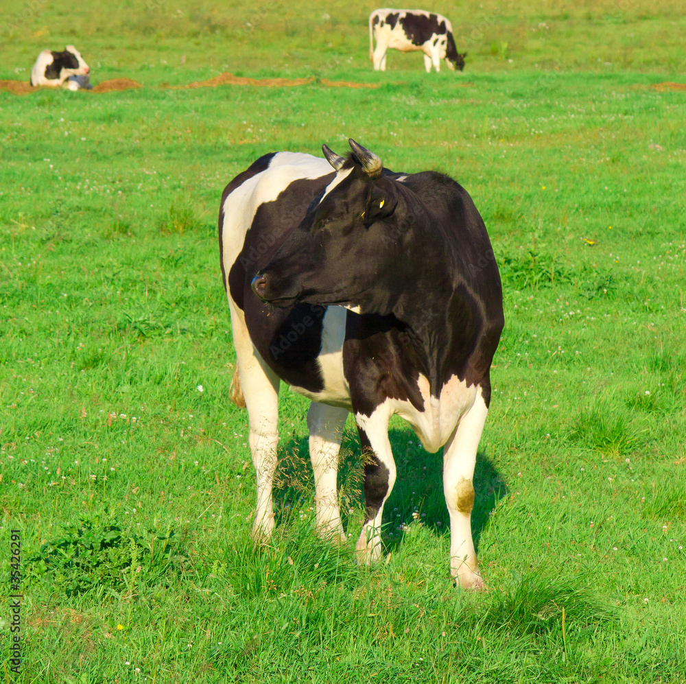 Grazing Producing Milk Cows