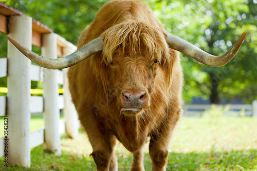 Scottish highlander ox