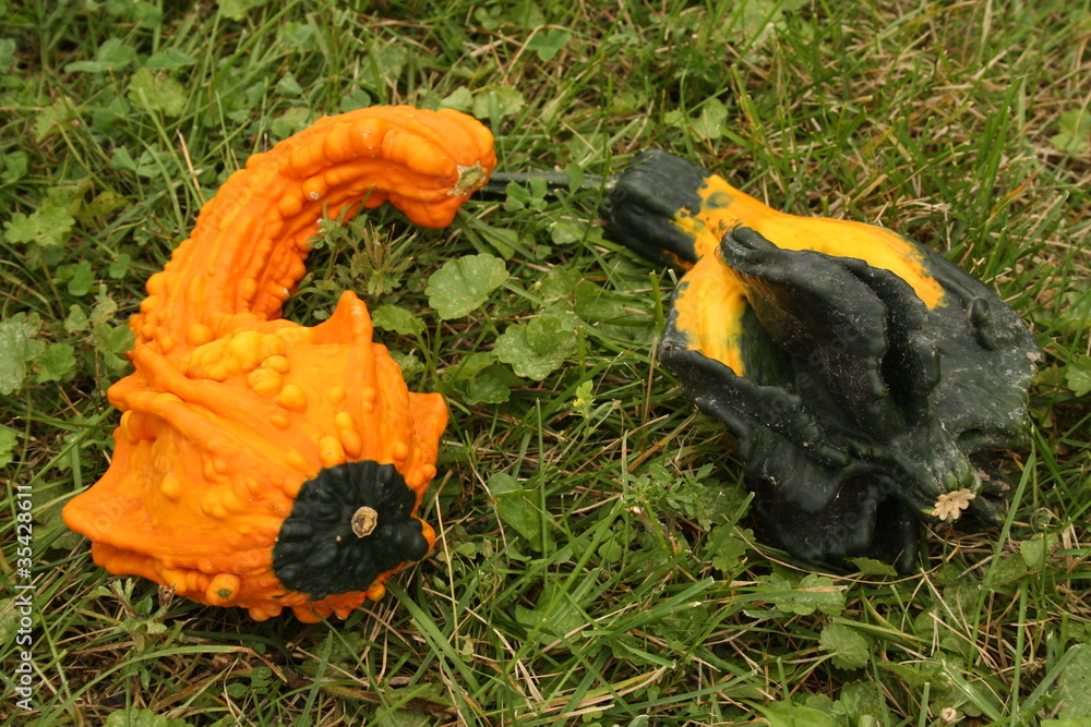 custom made wallpaper toronto digitalGourds on the Grass