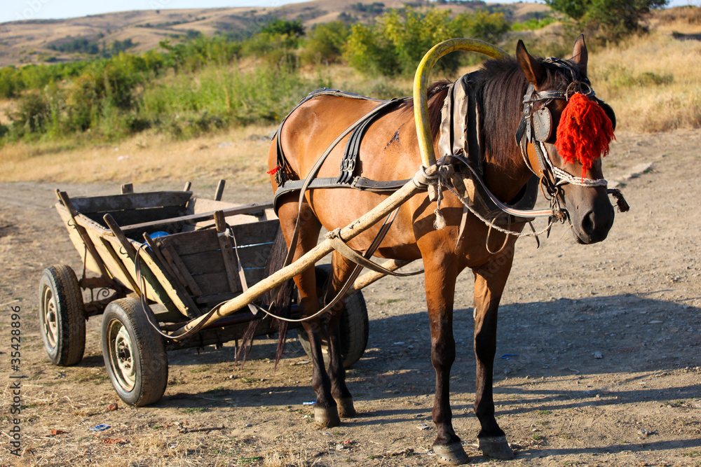 Horse with a cart