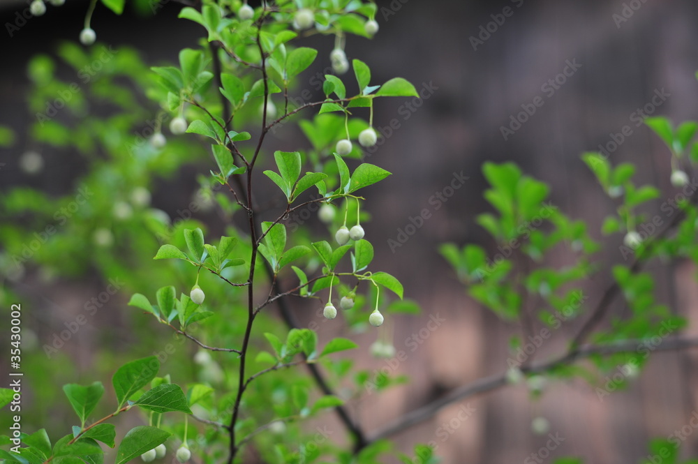 Obraz premium Japanese snowbell-2