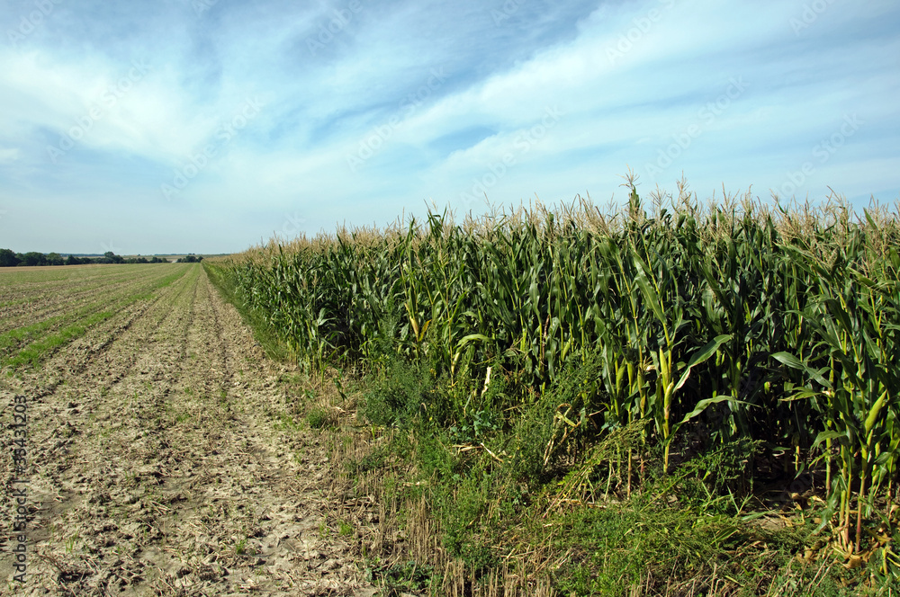 Corn Field Corn Field