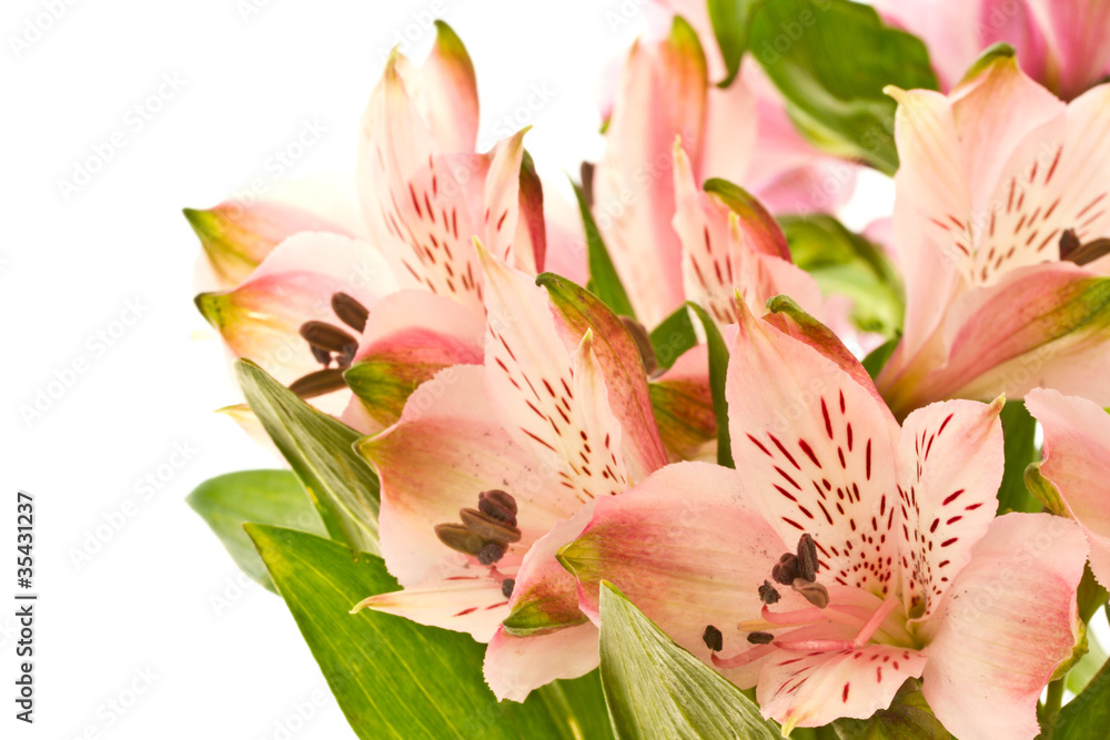 Obraz premium beautiful bouquet of pink flowers