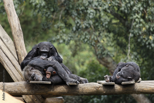 Sieste et épouillage