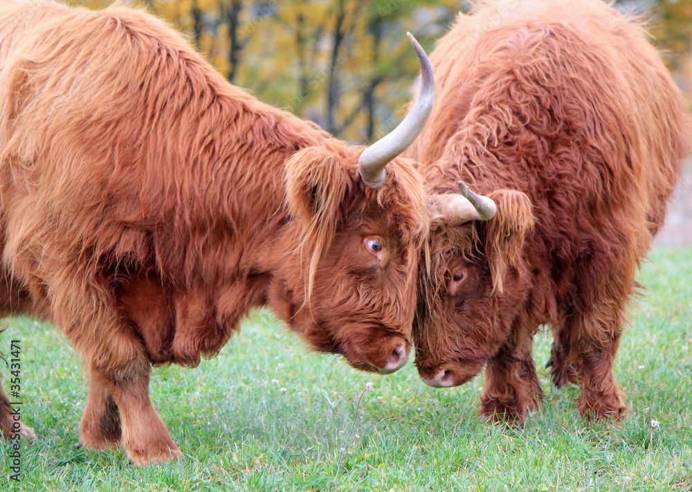 Fototapeta premium Highland cows fighting