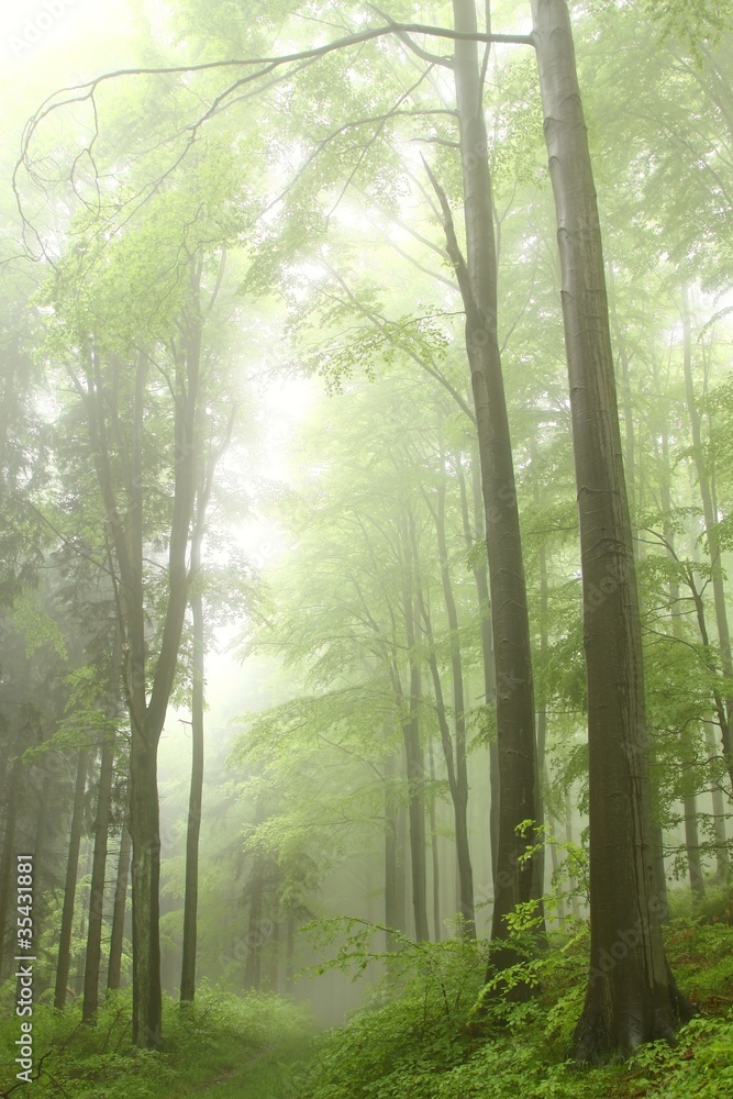 Fototapeta premium Path in the deciduous forest on a foggy spring morning