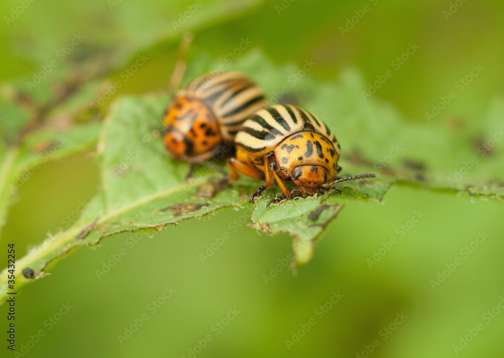 Fototapeta premium Colorado beetle