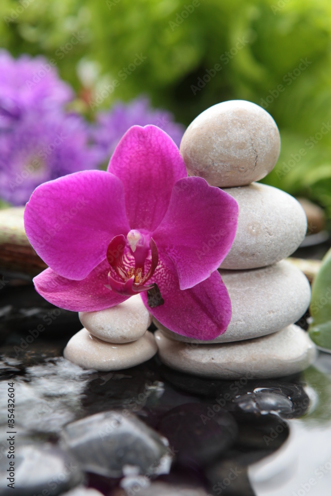 Fototapeta premium Fleurs d'eau