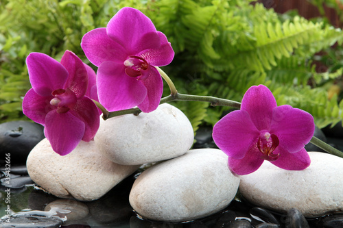 Fototapeta Naklejka Na Ścianę i Meble -  Quelques fleurs