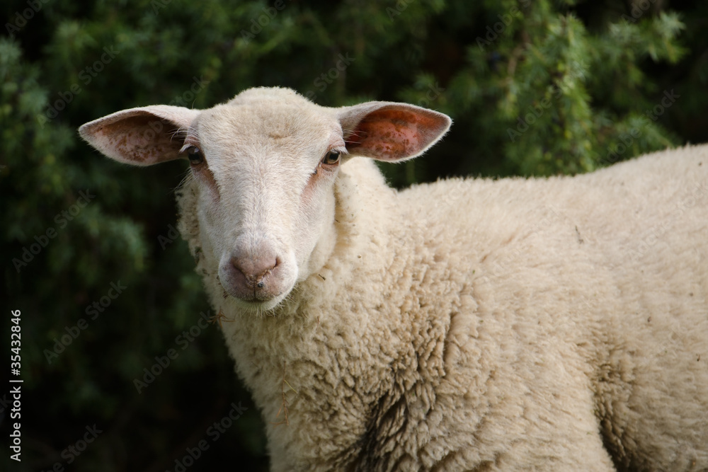 Hausschaf, Sheep, Ovis orientalis aries