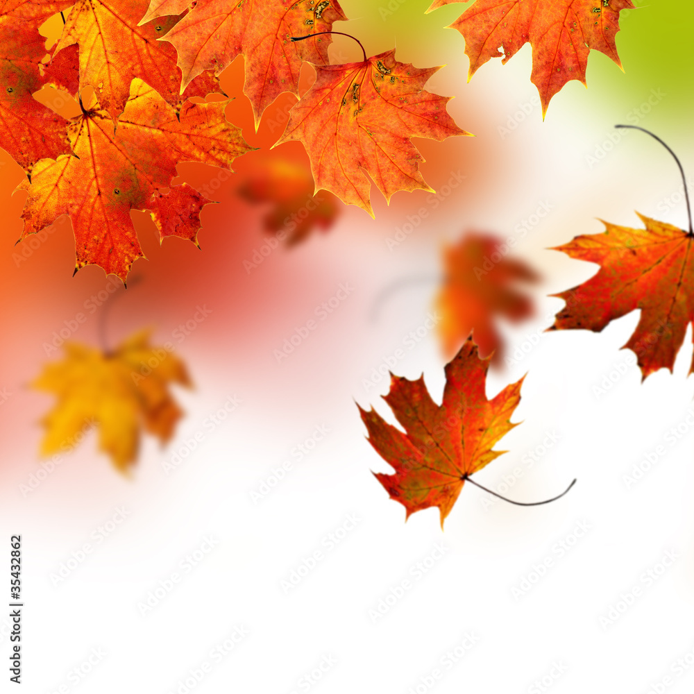 Autumn background Autumn background