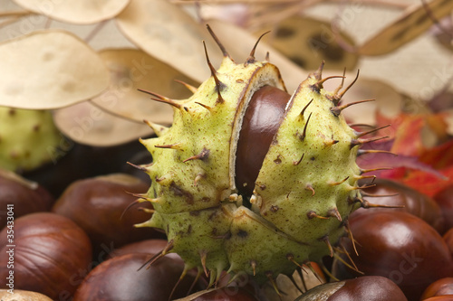 close up of chestnut