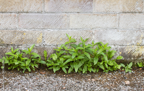 Weeds growing between wall and path © scphoto48