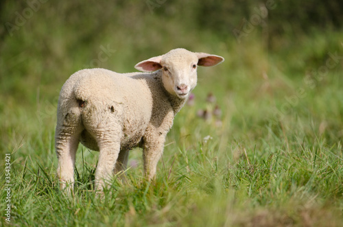 Hausschaf  Sheep  Ovis orientalis aries