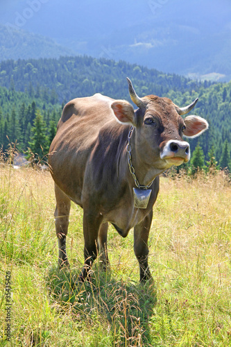 Cow on the pasture in Carpathian mountains  Ukraine