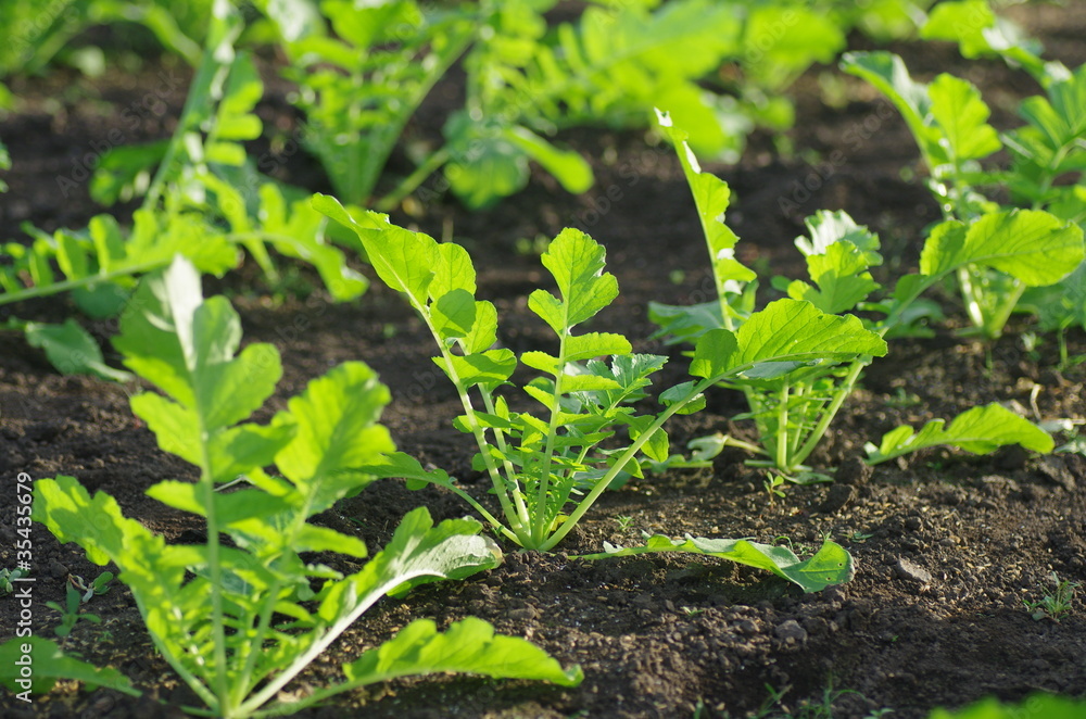 Obraz premium 大根の葉っぱ