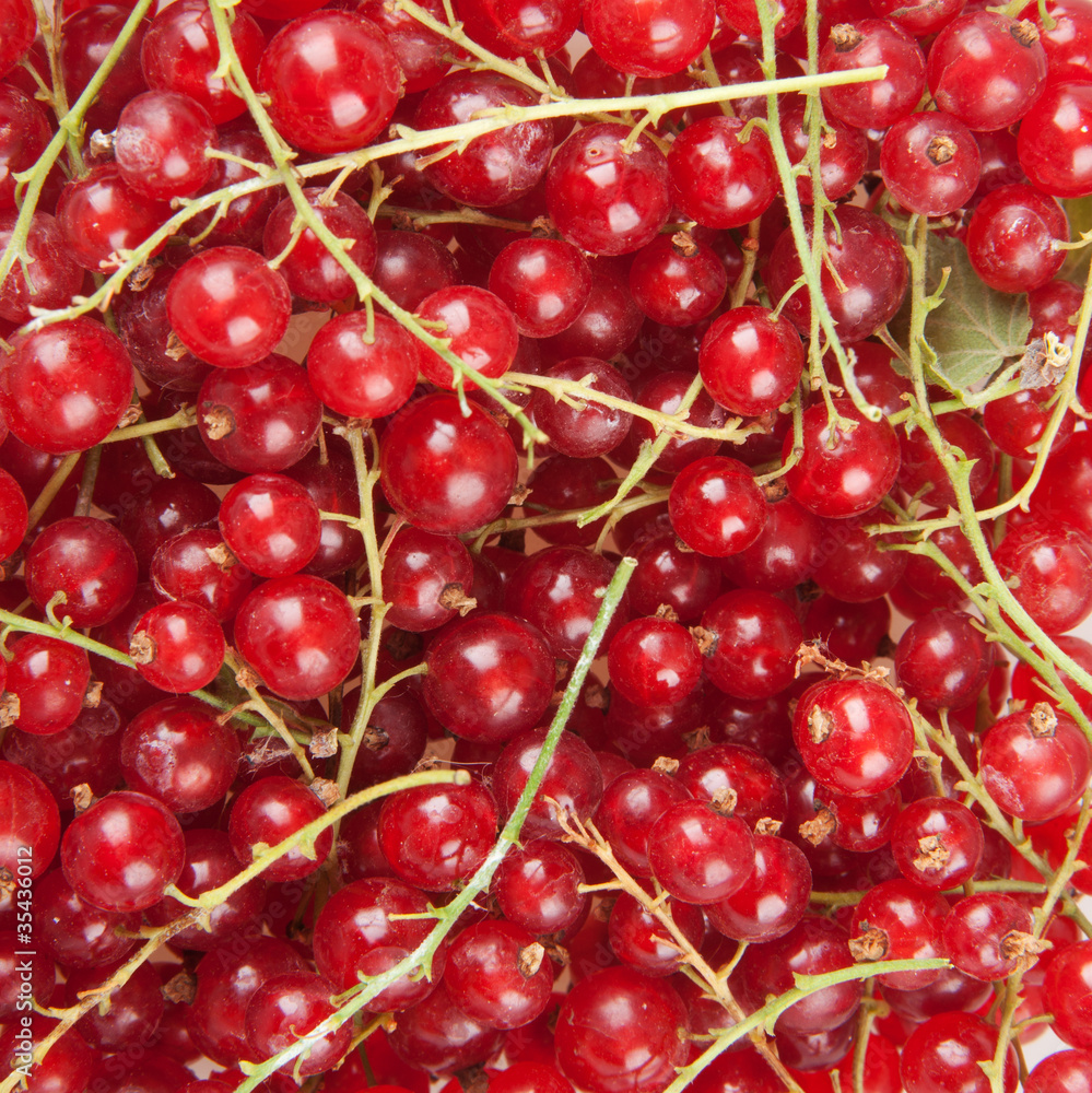 redcurrant redcurrant