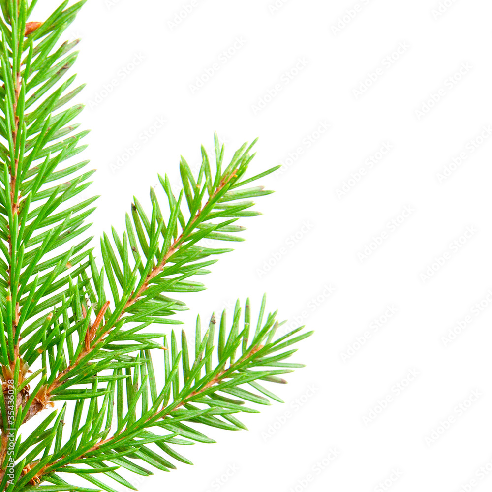 fir fir