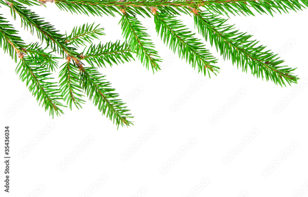 fir fir