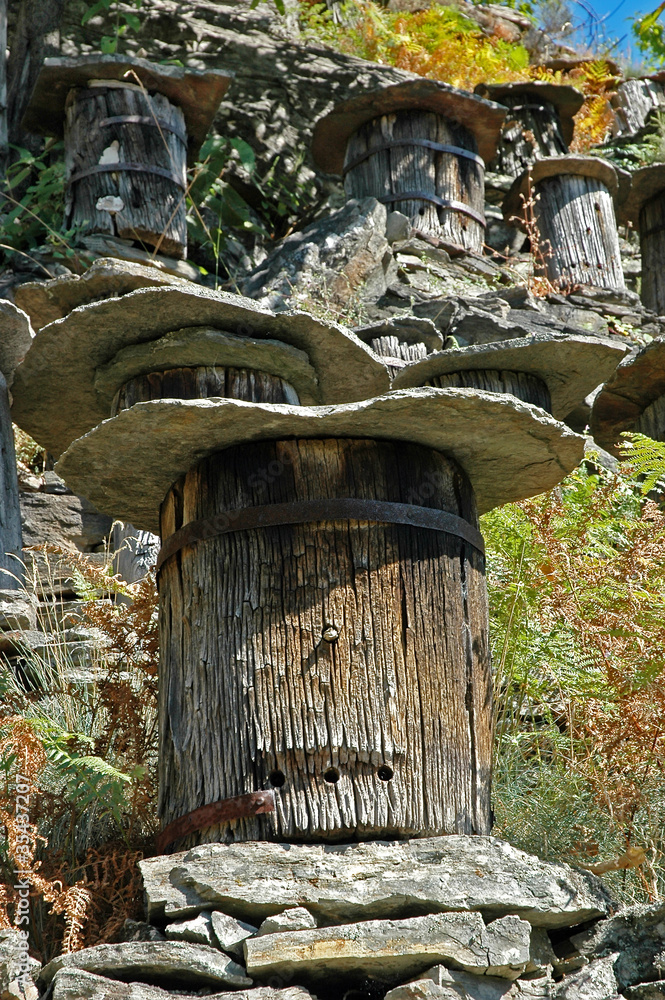 Fototapeta premium Ruche