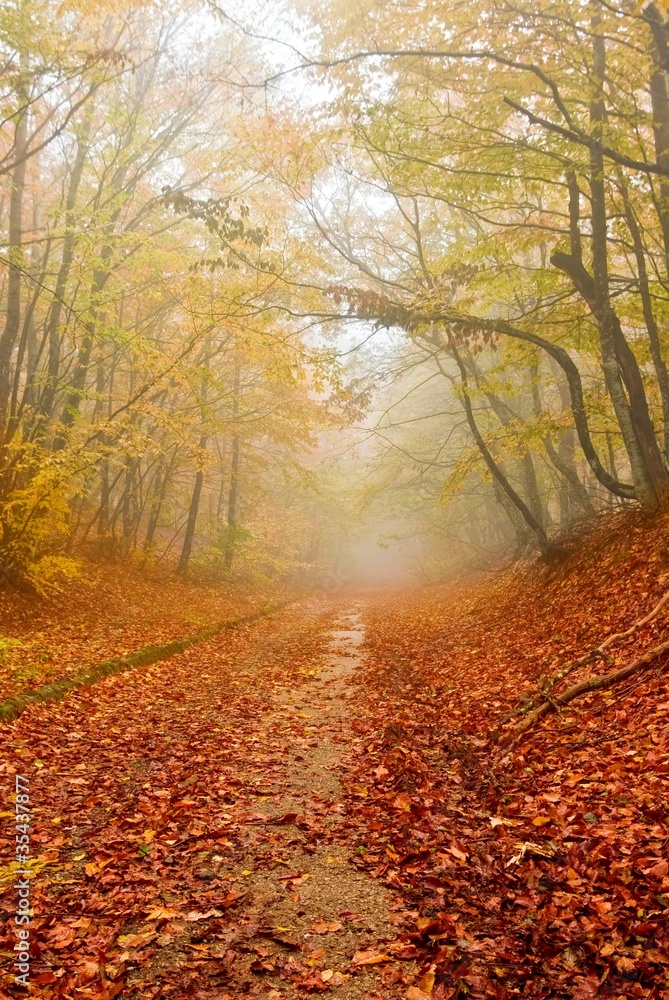 Fototapeta premium red fallen leaves in a autumn forest
