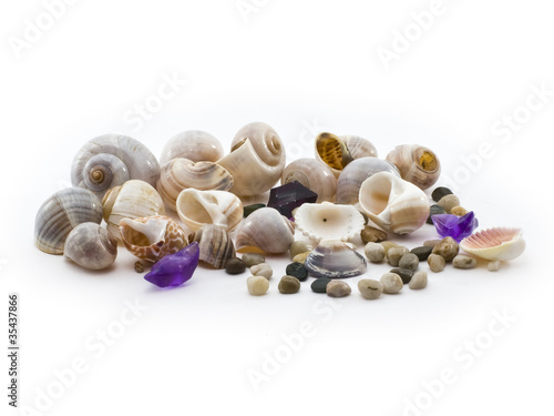 seashells