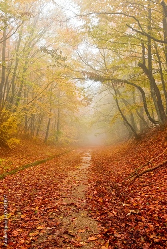 red fallen leaves in a autumn forest © Yuriy Kulik