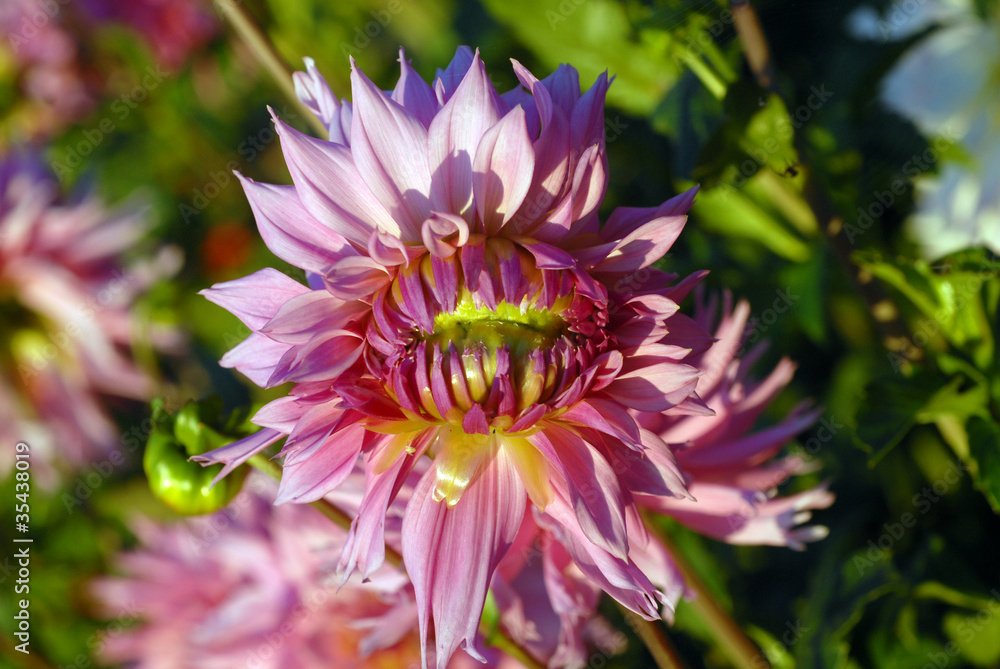 dahlia dahlia