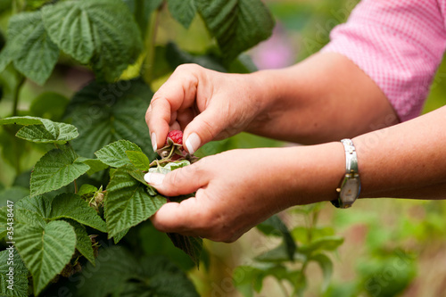 Frau pflückt Himbeeren