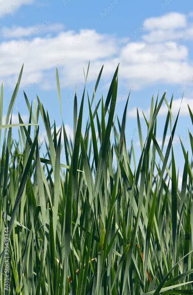 Obraz premium Reeds