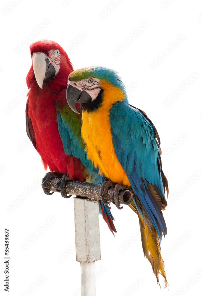 Two parrots isolated on a white background