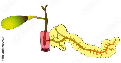 Pancreas and gallbladder