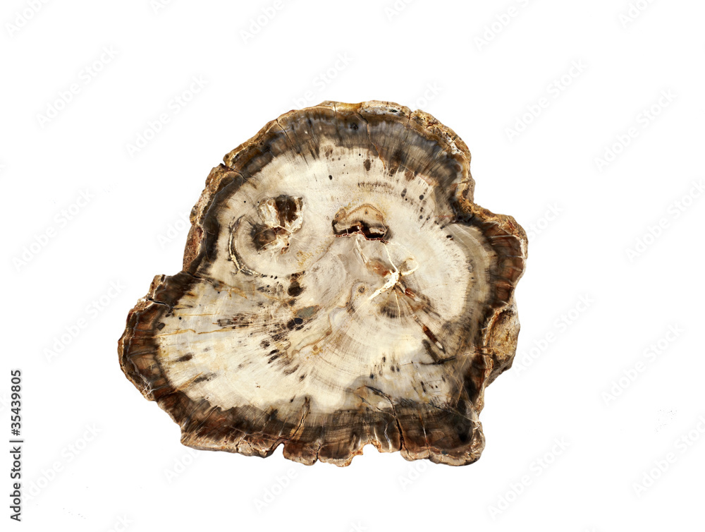 versteinertes Holz versteinertes Holz