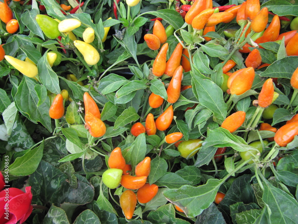 Plantas de chiles. Stock Photo | Adobe Stock