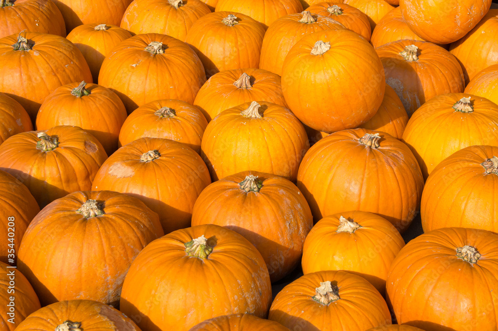 Pumpkins Pumpkins